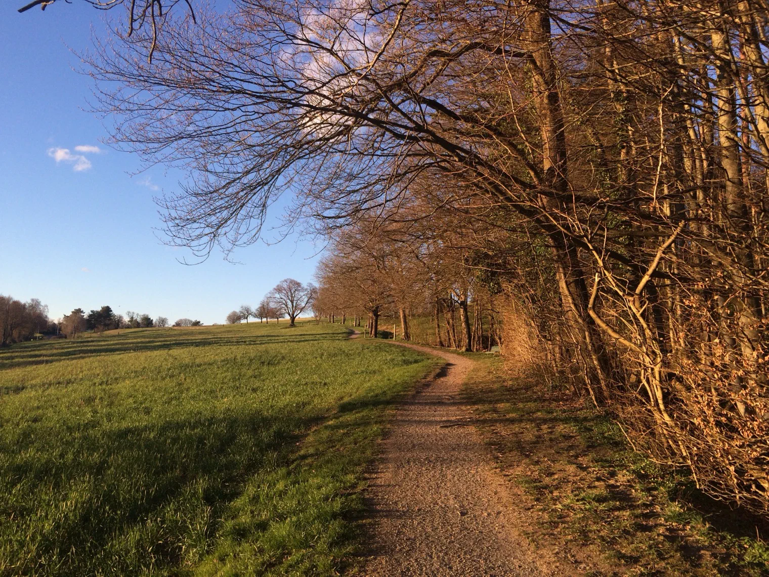 Waldweg auf der Allmend Zollikon, Strecke des Kinderlaufs
